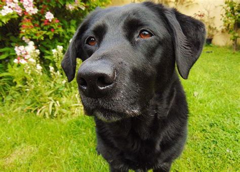 perro labrador negro-4